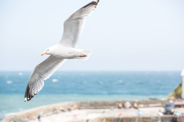 A white Herring Gull soaring high with its wings spread wide off the coast of Cornwall, UK - obrazy, fototapety, plakaty