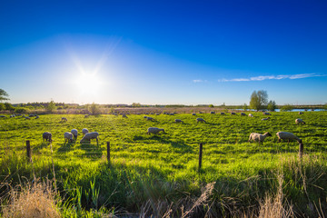 Fototapeta premium Apfelplantage