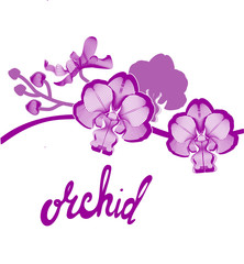 Stylized branches orchid flowers on white background and hand drawn calligraphy phrase. Brush pen lettering. Can be used for printing, greeting card, creating card, postcard. Vector illustration.