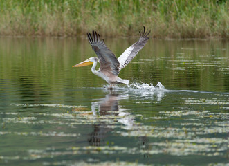 Pink-backed pelican landing on water