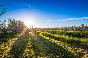 Obraz premium Apfelplantage