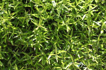 green fresh bamboo texture background