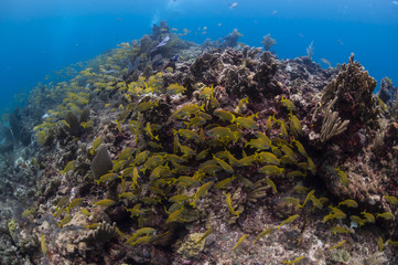 Colorful Coral Reefs of Isla Mujeres, Mexico
