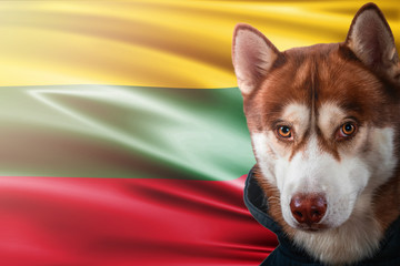 Patriotic dog proudly in front of Latvia flag. Portrait siberian husky in sweatshirt in the rays of bright sun.