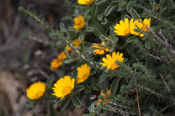 mediterranean spring flowers