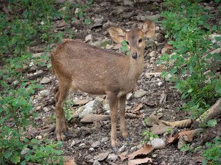 Young doe deer in forest
