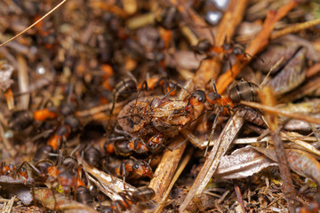 Red wood ants hunting grasshopper in anthill, Danubian wetland, Slovakia forest, Europe