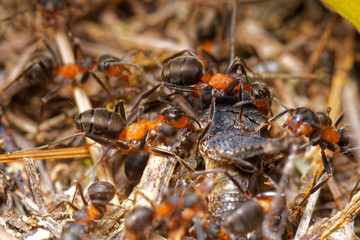 Red wood ants hunting grasshopper in anthill, Danubian wetland, Slovakia forest, Europe