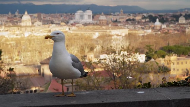 Rome, Italy. Seagull on a background of historical buildings.