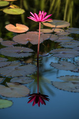 Pink Water Lily and its reflection on the pond