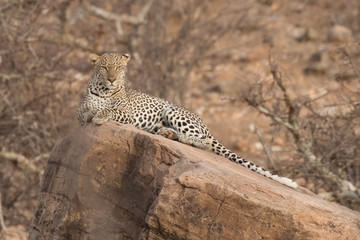 Leopard on rock