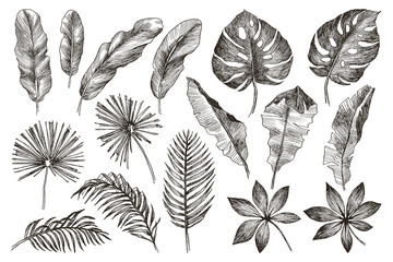 Hand drawn branches and leaves of tropical plants. Black floral set isolated on white background. High detailed botanical illustration - 213209930