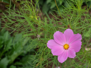 Pink cosmos flower wtih blur background
