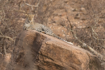 Leopard on rock