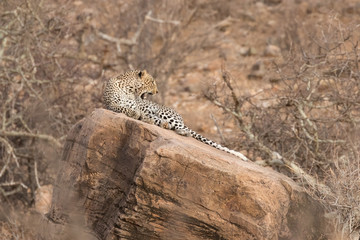 Leopard on rock