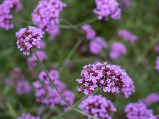 Purple verbena flower with blur background