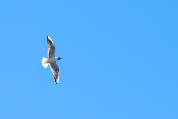 Black-headed gull (Larus ridibundus) flying in the clear blue sky.