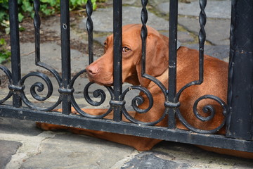 Der Bewacher hinter dem Tor