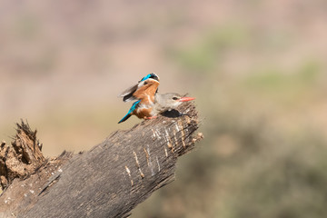 Grey-headed kingfisher ready for take-off