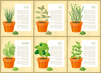 Edible Indoor Plants Used as Seasoning for Salads