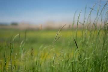 Obraz premium Flower