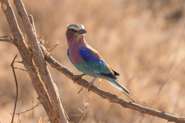 Lilac-Breasted Roller