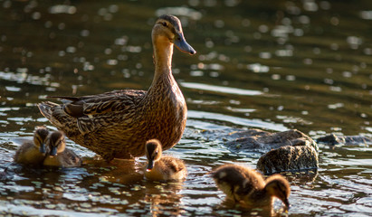 Mother Duck & Ducklings