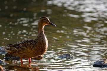 Duck