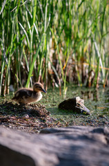 Duckling