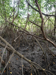 Mangrove forest in Thailand