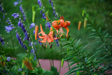 wide image of tiger lilies next to the hosta section of the garden