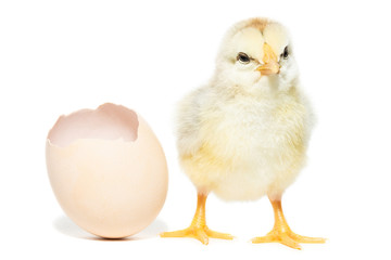 Chicken hatched from the shell