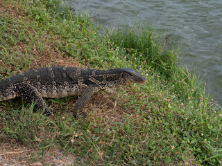 Varanus salvator  in marsh