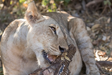 Obraz na płótnie Canvas Lion eating
