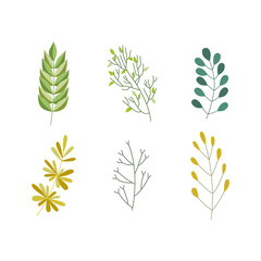 Vector flat abstract green plant herb set icon. Wild meadow field garden spring easter women day romantic holiday wedding invitation card decoration element summer floral Illustration white background