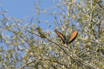 Little Bee-Eater