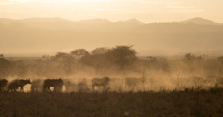 African Buffalo at sunset