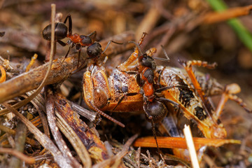 Red wood ants hunting grasshopper in anthill, Danubian wetland, Slovakia forest, Europe