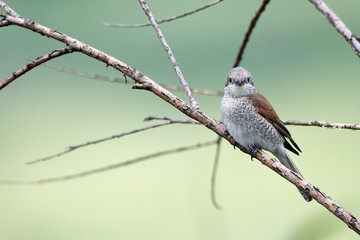 Bird