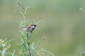 Sparrow