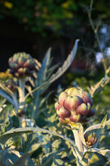 Close up shot of of several ripe green artichokes growing in garden on the sunset