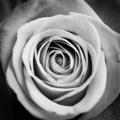 Close up macro shot of a red rose, black and white