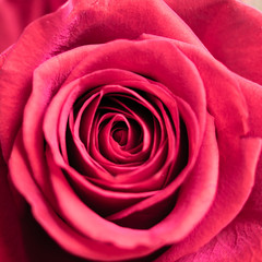 Close up macro shot of a red rose