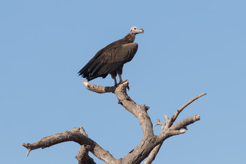Lappet-Faced Vulture