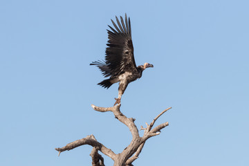 Lappet-Faced Vulture