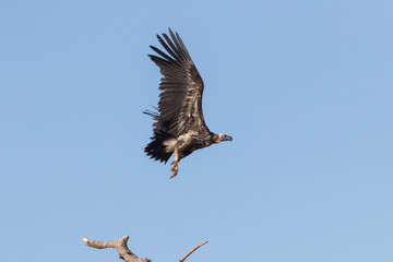 Lappet-Faced Vulture