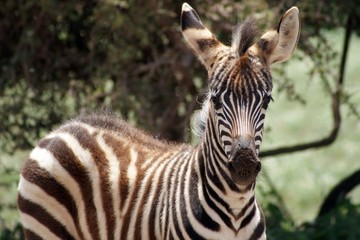 Fototapeta na wymiar Zebra w parku narodowym Amboseli w Kenii