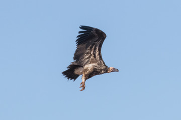 Lappet-Faced Vulture