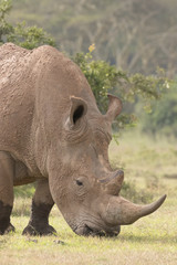 Obraz premium White Rhinoceros