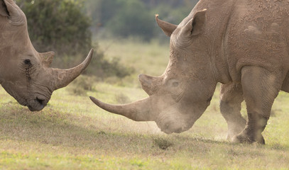 Obraz premium White Rhinoceros